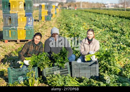Coltivatori che posano su piantagione vegetale vicino a mucchio di scatole di plastica con sedano fresco. Concetto di successo di attività agraria e ricco raccolto di sedano Foto Stock