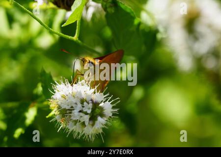 Skipper Woodland in visita alla menta verde - vista frontale Foto Stock