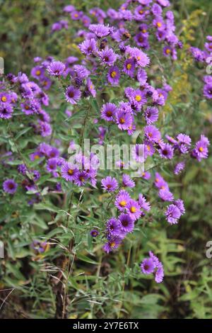 Molti New England aster fioriscono alla Old School Forest Preserve di Libertyville, Illinois Foto Stock