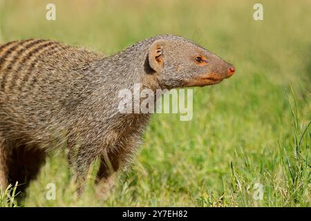 Ritratto di una mangusta a banda (Mungos mungo), Parco Nazionale del Chobe, Botswana Foto Stock