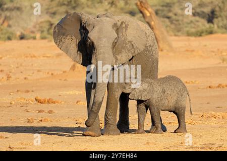 Un elefante africano (Loxodonta africana) mucca con piccolo vitello, Parco Nazionale del Chobe, Botswana Foto Stock