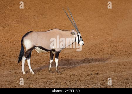 Un'antilope gemsbok (Oryx gazella) nell'habitat naturale, il Parco Nazionale di Mokala, Sud Africa Foto Stock