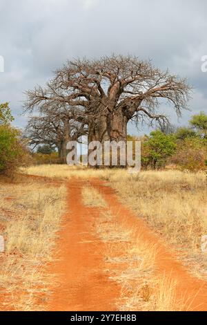 Grandi alberi di baobab nella savana di mopane durante la stagione secca, provincia di Limpopo, Sudafrica Foto Stock