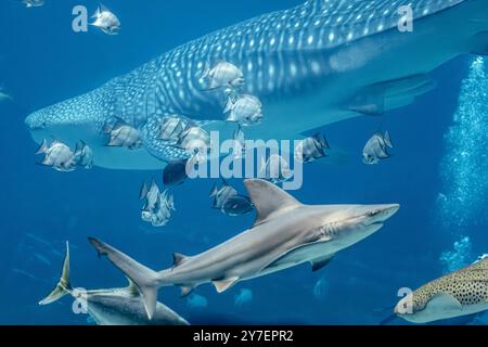 La mostra Ocean Voyager presso il Georgia Aquarium di Atlanta, Georgia, è una delle più grandi mostre acquatiche del mondo. (USA) Foto Stock