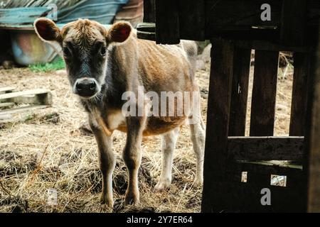 Fotografia di una piccola mucca di vitello che si trova all'ingresso di un vecchio fienile in una fattoria di hobby Foto Stock