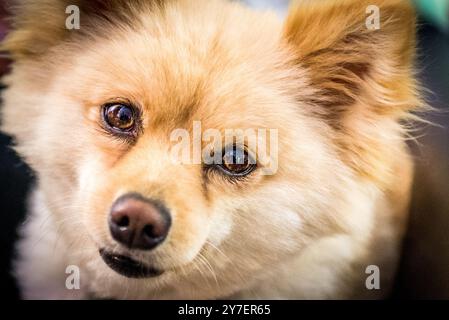 Foto ravvicinata di un piccolo cane Spitz della Pomerania Foto Stock