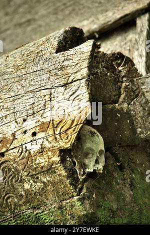 Cranio umano nel sito di sepoltura tradizionale nel villaggio di Kete Kesu, Nord Toraja, Sud Sulawesi, Indonesia. Foto Stock