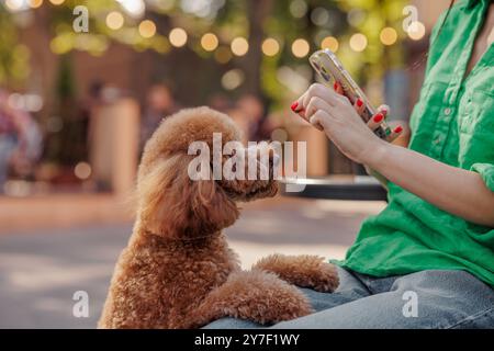 Simpatico barboncino marrone seduto sulla superficie dell'asfalto che guarda la persona. Sullo sfondo del parco, cane in attesa di un regalo da parte del proprietario Foto Stock