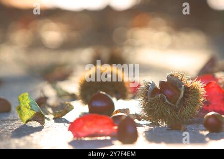 Splendido paesaggio autunnale con castagne e noci caduti dai castagni nella foresta, foglie d'acero rosso e foglie cadute Foto Stock