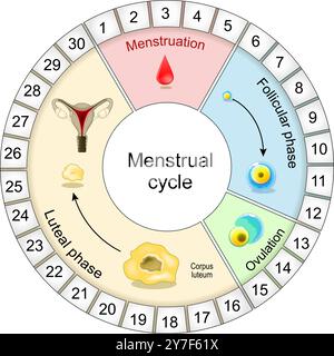 Diagramma ciclo mestruale. Finestra di fertilità. regolazione ormonale. Dalla fase follicolare all'ovulazione, alla fase luteale e alle mestruazioni. Illustrazione vettoriale Illustrazione Vettoriale