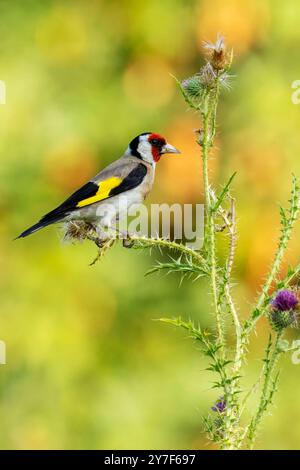 European Goldfinch, Carduelis Carduelis, Hampshire, Inghilterra Foto Stock