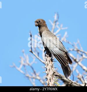 Pappagallo Vasa minore, pappagallo nero, Coracopsis Nigra, endemico, foresta spinosa, Ifaty, Madagascar Foto Stock