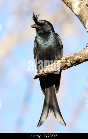 Drongo crestato, Dicrurus Forficatus, endemico, Parco Nazionale di Ankarafantsika, Madagascar Foto Stock