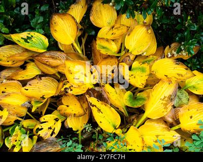 I colori dorati delle foglie di hosta in autunno Foto Stock