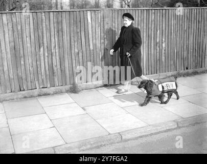 Quello che un cane deve sopportare. ....seems per essere i pensieri di "maggiore", uno spaniel di proprietà della signora Margaret Hale di Crayford, Kent. Erano in cerca di una candidatura per il candidato conservatore di Dartford - Miss Margaret Roberts (poi Mrs. Thatcher) il 21 febbraio 1950 Foto Stock