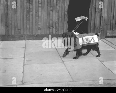 Quello che un cane deve sopportare. ....seems per essere i pensieri di "maggiore", uno spaniel di proprietà della signora Margaret Hale di Crayford, Kent. Erano in cerca di una candidatura per il candidato conservatore di Dartford - Miss Margaret Roberts (poi Mrs. Thatcher) il 21 febbraio 1950 Foto Stock