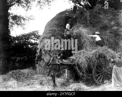 Le donne aiutano un contadino del Norfolk con il fieno Foto Stock