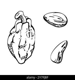 Caffè cacao fagioli di cacao noci cialde di semi, albero stilizzato. Stabilimento Maya azteco messicano. Illustrazione botanica del vettore di inchiostro disegnato a mano. Singolo isolato Illustrazione Vettoriale