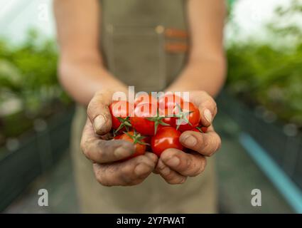 L'agricoltore tiene in mano una manciata di pomodori ciliegini appena raccolti Foto Stock