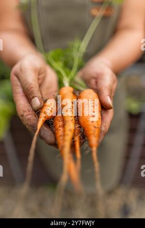 Agricoltore che detiene carote biologiche appena raccolte Foto Stock