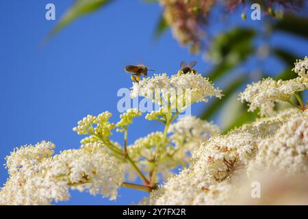 Due piccole api lavoratrici che impollinano gli alberi Foto Stock