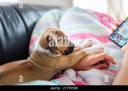 Piccolo cucciolo che guarda il telefono e si allunga Foto Stock