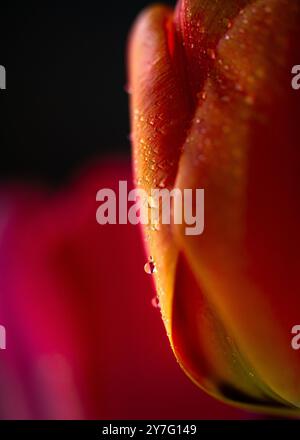 foto macro di una goccia d'acqua su un tulipano arancione vibrante Foto Stock