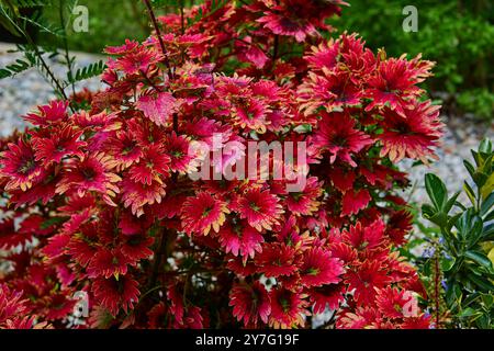 Vista ravvicinata delle foglie rosse di Coleus Foto Stock