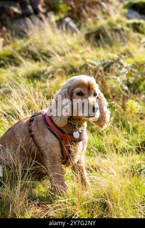 Un profilo ravvicinato di un Cocker Spaniel che indossa un'imbracatura Foto Stock