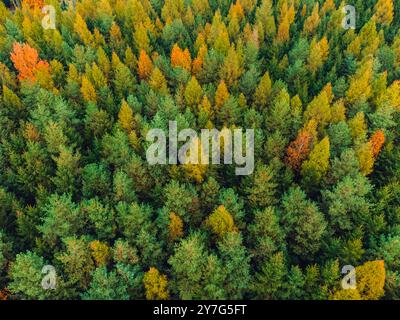 Questo scatto con drone cattura una foresta mista che passa all'autunno, mostrando una miscela di colori verdi e autunnali. La scena mette in risalto il bea naturale Foto Stock