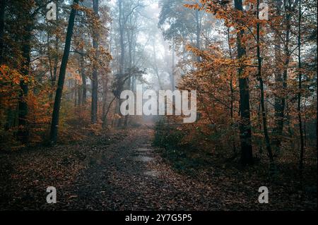 Una foresta autunnale buia e inquietante è avvolta dalla nebbia. Le foglie mostrano vibranti colori autunnali e l'atmosfera è fredda e umida. Un sentiero si snoda attraverso t Foto Stock