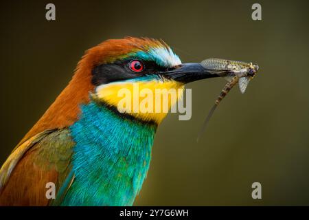 Il ritratto ravvicinato mostra un apicoltore europeo (Merops apiaster) che tiene un insetto nel becco. L'immagine si concentra sulla testa dell'uccello, mostrando Foto Stock