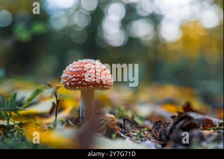 Un fungo agarico di mosca velenosa mortale (Amanita muscaria) cresce in una foresta durante l'autunno. Il tappo rosso brillante con macchie bianche spicca in AM Foto Stock