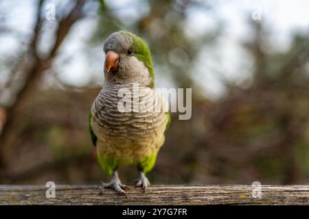 Un parrocchetto monaco (Myiopsitta monachus) è appollaiato su una ringhiera, facendo una pausa. Lo sfondo è vivace e colorato. Foto Stock