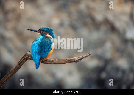 Un bellissimo Kingfisher comune (Alcedo atthis) si trova su un ramo, guardando intorno ai suoi dintorni. Le impressionanti piume blu dell'uccello lo rendono un raro e. Foto Stock