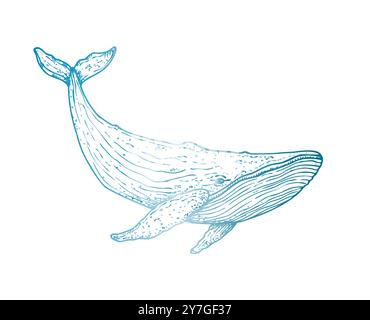 Grande balena vettoriale. Animale marino dipinto a mano. Grafica clip art tropicale isolata sullo sfondo. Illustrazione sott'acqua. Per designer, inviti, d Illustrazione Vettoriale