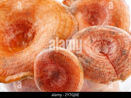 Zafferano cappucci di latte funghi (Lactarius deliciosus) fondo. Foto Stock