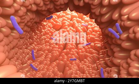 Villi e batteri intestinali. Intestino umano. illustrazione 3d. Foto Stock