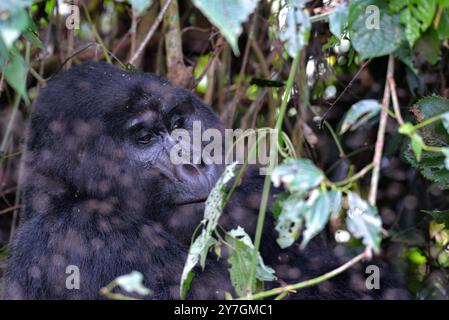 Un gorilla di montagna nel Parco Nazionale impenetrabile di Bwindi - Uganda Foto Stock