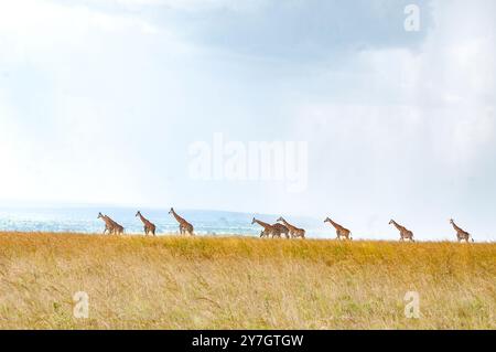 Giraffe Rothschild nel Parco Nazionale delle Cascate Murchison - Uganda Foto Stock