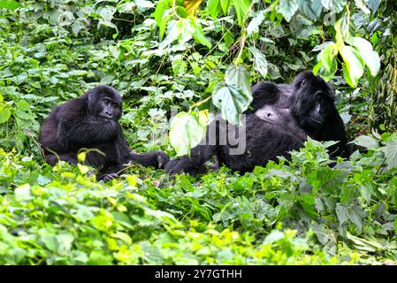 La Gorilla di montagna in via di estinzione ( Berengei berengei ) nel Parco Nazionale impenetrabile di Bwindi in Uganda. Il Parco nazionale di Bwindi è un patrimonio mondiale dell'UNESCO. Foto Stock