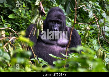 La Gorilla di montagna in via di estinzione ( Berengei berengei ) nel Parco Nazionale impenetrabile di Bwindi in Uganda. Il Parco nazionale di Bwindi è un patrimonio mondiale dell'UNESCO. Foto Stock