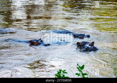 Ippopotami nel fiume Ishasha - Parco Nazionale della Regina Elisabetta Foto Stock