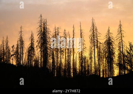 Una sagoma di alberi morti nella Svizzera sassone la sera Foto Stock
