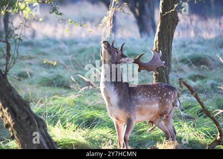 Vogelenzang, Paesi Bassi. 29 settembre 2024. Daino a riposo nella stagione autunnale. Foto di alta qualità Foto Stock