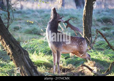 Vogelenzang, Paesi Bassi. 29 settembre 2024. Daino a riposo nella stagione autunnale. Foto di alta qualità Foto Stock