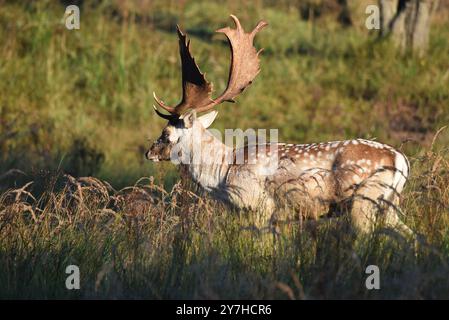 Vogelenzang, Paesi Bassi. 29 settembre 2024. Daino a riposo nella stagione autunnale. Foto di alta qualità Foto Stock