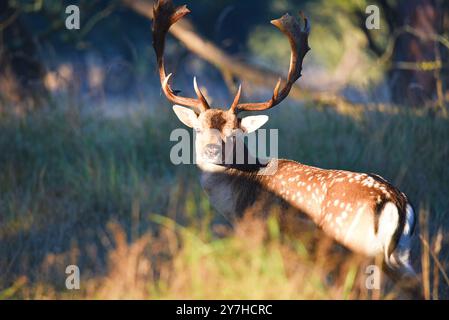 Vogelenzang, Paesi Bassi. 29 settembre 2024. Daino a riposo nella stagione autunnale. Foto di alta qualità Foto Stock