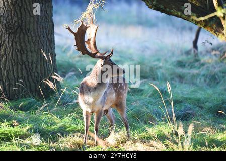 Vogelenzang, Paesi Bassi. 29 settembre 2024. Daino a riposo nella stagione autunnale. Foto di alta qualità Foto Stock