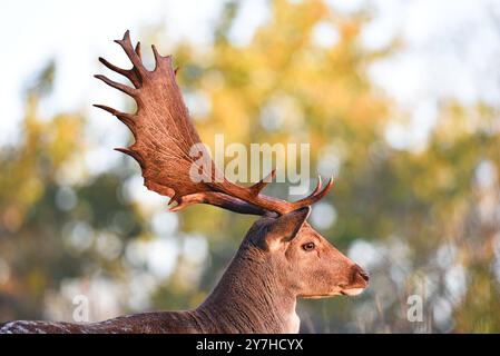 Vogelenzang, Paesi Bassi. 29 settembre 2024. Daino a riposo nella stagione autunnale. Foto di alta qualità Foto Stock